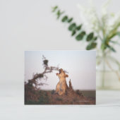 Carte Postale Lion 7 (Debout devant)