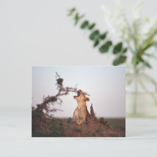 Carte Postale Lion 7 (Debout devant)