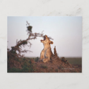 Carte Postale Lion 7