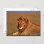 Carte Postale Lion 8 (Devant / Derrière)