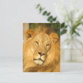 Carte Postale Lion africain (Debout devant)