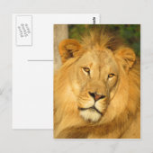 Carte Postale Lion africain (Devant / Derrière)