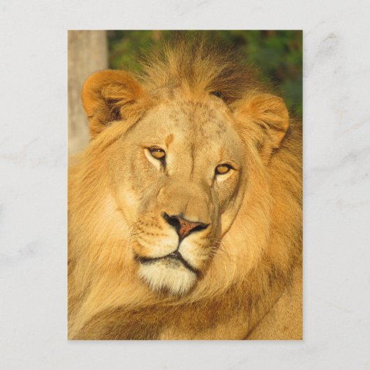 Carte Postale Lion africain (Devant)
