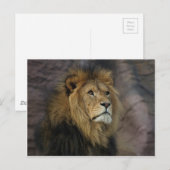 Carte Postale Lion africain (Devant / Derrière)