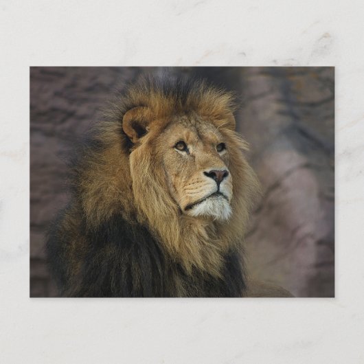 Carte Postale Lion africain (Devant)