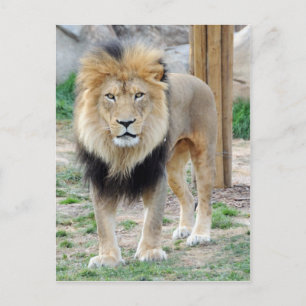 Carte Postale Lion africain