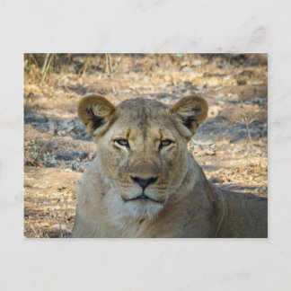 Carte postale - Lion africain féminin en Zambie