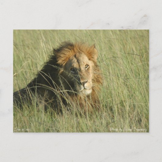 Carte Postale Lion au repos (Devant)