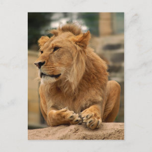 Carte Postale Lion avec une coupe de cheveux punk