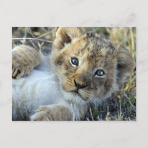 Carte Postale Lion Baby