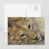 Carte Postale Lion Baby (Devant / Derrière)