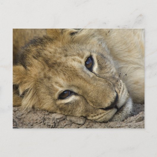 Carte Postale Lion Baby (Devant)