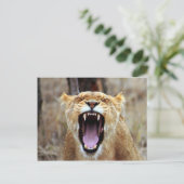 Carte Postale Lion bâillonnant (Debout devant)