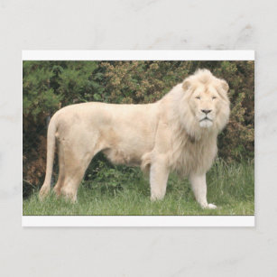 Carte Postale Lion blanc majestueux
