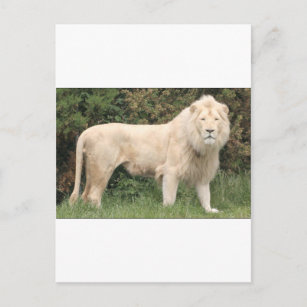 Carte Postale Lion blanc majestueux