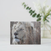 Carte Postale Lion blanc sud-africain proche (Debout devant)