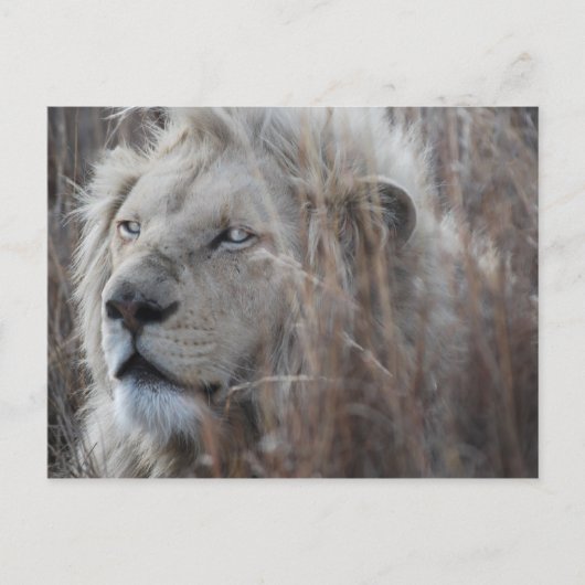 Carte Postale Lion blanc sud-africain proche (Devant)