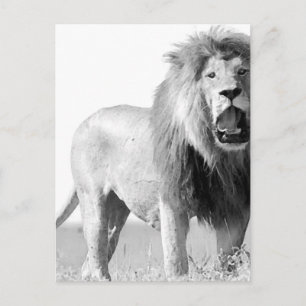 Carte Postale Lion BW