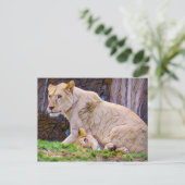 Carte Postale Lion [Carte postale] (Debout devant)