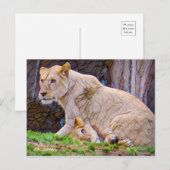 Carte Postale Lion [Carte postale] (Devant / Derrière)