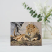 Carte Postale Lion couché (Debout devant)