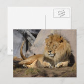 Carte Postale Lion couché (Devant / Derrière)