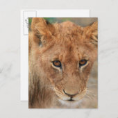 Carte Postale Lion Cub (Devant / Derrière)