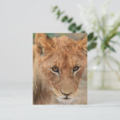Carte Postale Lion Cub (Debout devant)