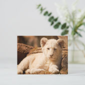 Carte Postale Lion Cub (Debout devant)