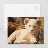 Carte Postale Lion Cub (Devant / Derrière)