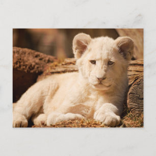 Carte Postale Lion Cub