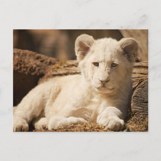 Carte Postale Lion Cub (Devant)