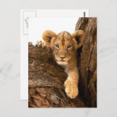 Carte Postale Lion Cub (Devant / Derrière)
