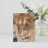 Carte Postale Lion Cub (Debout devant)