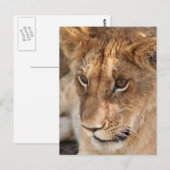 Carte Postale Lion Cub (Devant / Derrière)