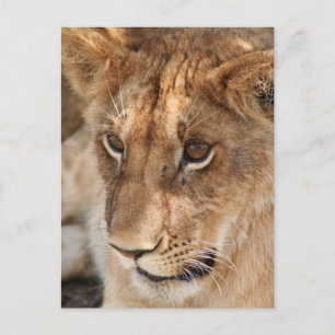 Carte Postale Lion Cub