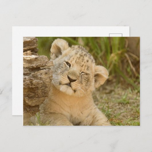 Carte Postale Lion Cub (Devant / Derrière)