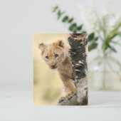 Carte Postale Lion Cub Escalade Tree photo Cute (Debout devant)