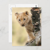 Carte Postale Lion Cub Escalade Tree photo Cute (Devant / Derrière)