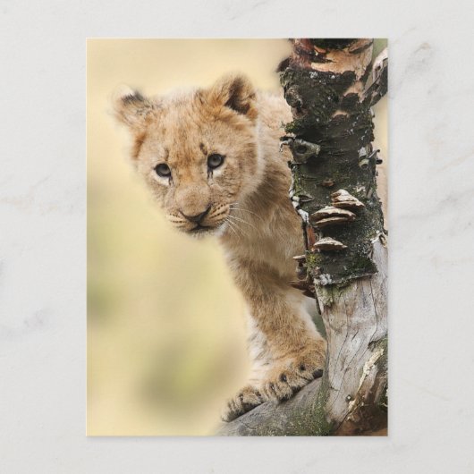 Carte Postale Lion Cub Escalade Tree photo Cute (Devant)