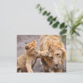 Carte Postale Lion Cub Jouer avec son parent (Debout devant)