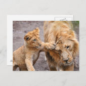 Carte Postale Lion Cub Jouer avec son parent (Devant / Derrière)