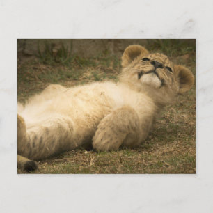 Carte Postale lion cub mignon drôle relax stress santé mentale