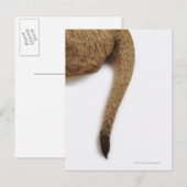 Carte Postale Lion cub (Panthera leo) contre blanc (Devant / Derrière)