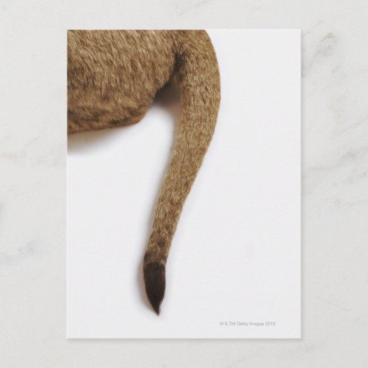 Carte Postale Lion cub (Panthera leo) contre blanc (Devant)