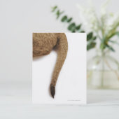 Carte Postale Lion cub (Panthera leo) contre blanc (Debout devant)