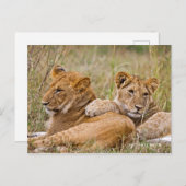 Carte Postale Lion Cubs Lounge (Devant / Derrière)