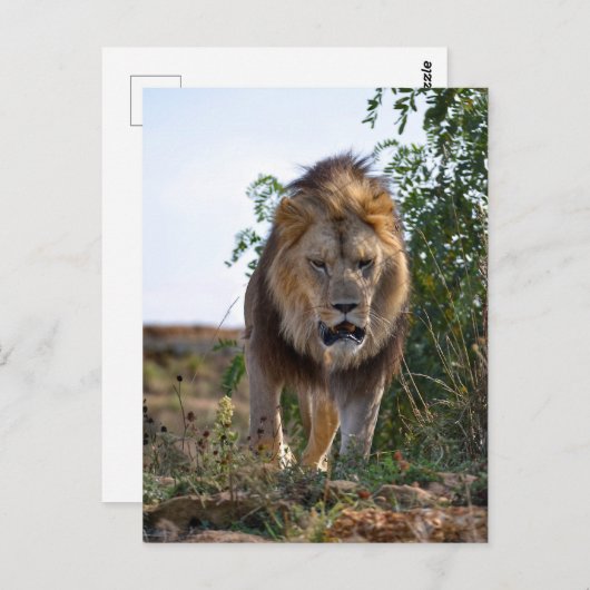 Carte Postale Lion de face marchant sur l'herbe (Devant / Derrière)