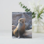 Carte Postale Lion de mer (Debout devant)