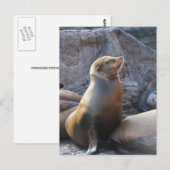Carte Postale Lion de mer (Devant / Derrière)